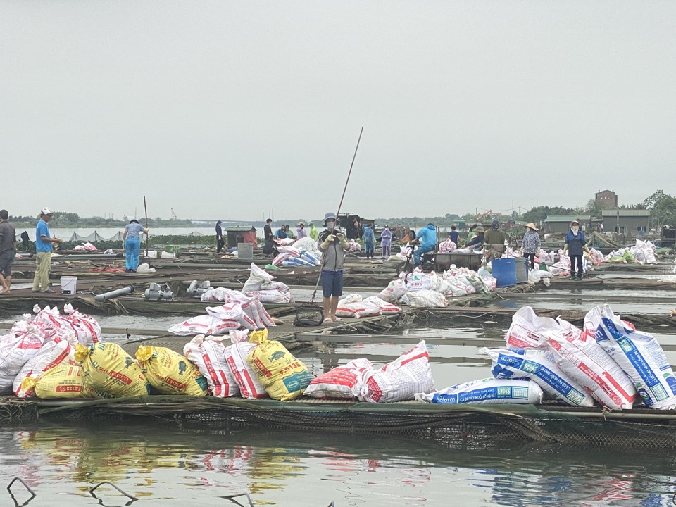 Cá chết được người dân chất thành từng bao.