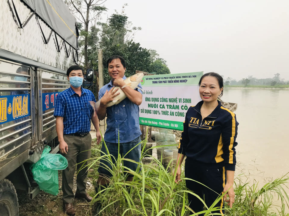 Mô hình nuôi cá trắm cỏ ứng dụng công nghệ vi sinh tại xã Văn Hoàng, huyện Phú Xuyên. Ảnh: Ngọc Ánh