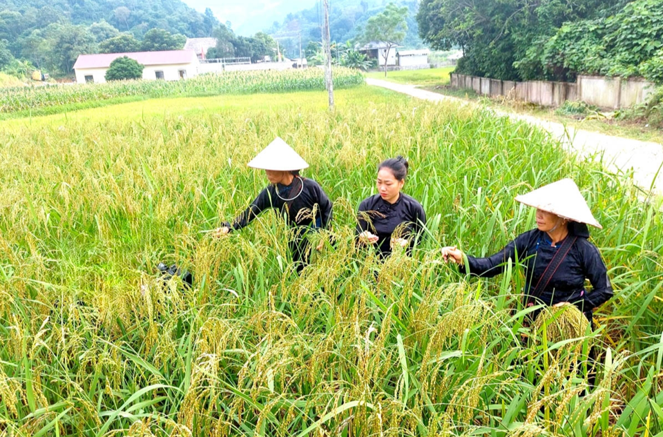 Giá lúa gạo hôm nay 15/4/2024: các kho hỏi mua lúa khô nhiều, giao dịch ổn định. Ảnh minh họa.