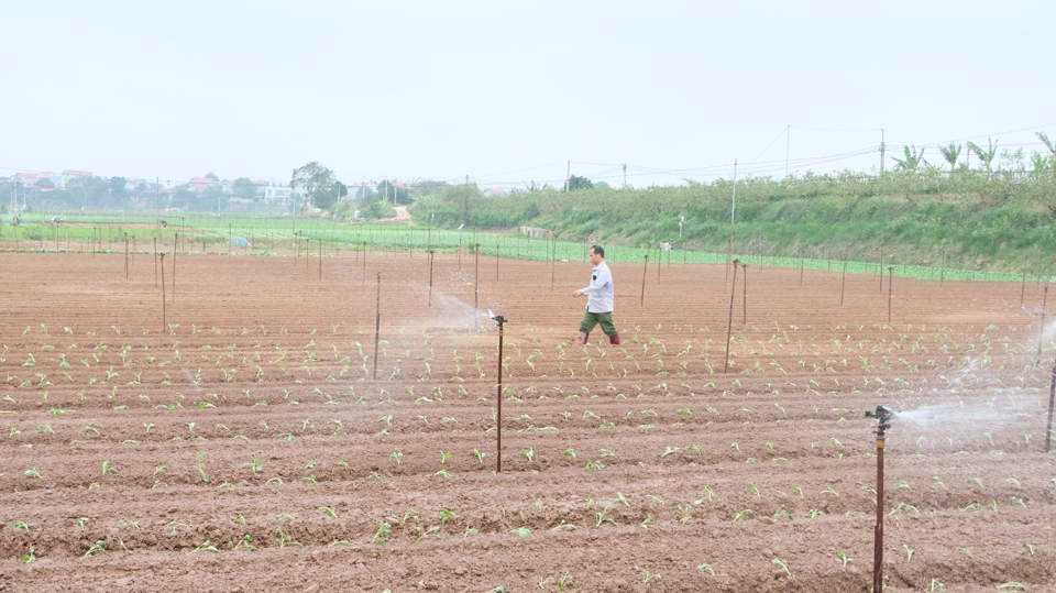 Hệ thống tưới tiên tiến, tiết kiệm nước trên cánh đồng xã Tráng Việt (huyện Mê Linh, TP Hà Nội).