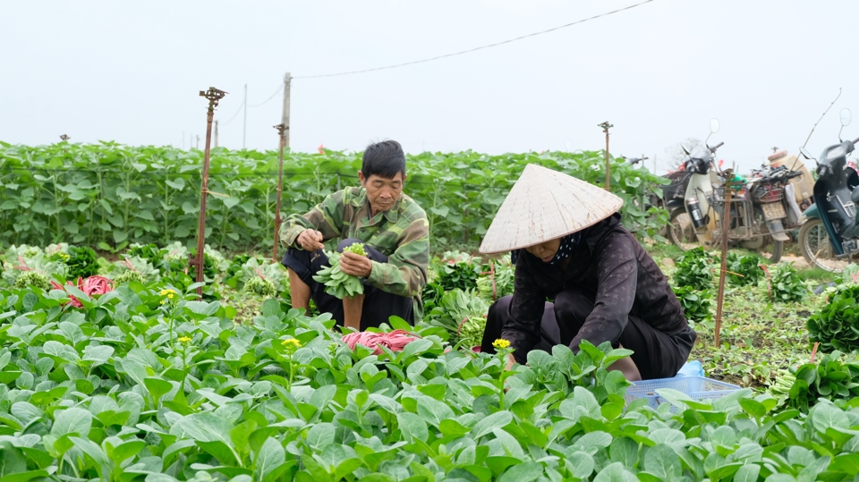 Chuyển đổi cơ cấu cây trồng tại những khu vực khó khăn về nguồn nước là một trong những giải pháp ứng phó với hạn hán.