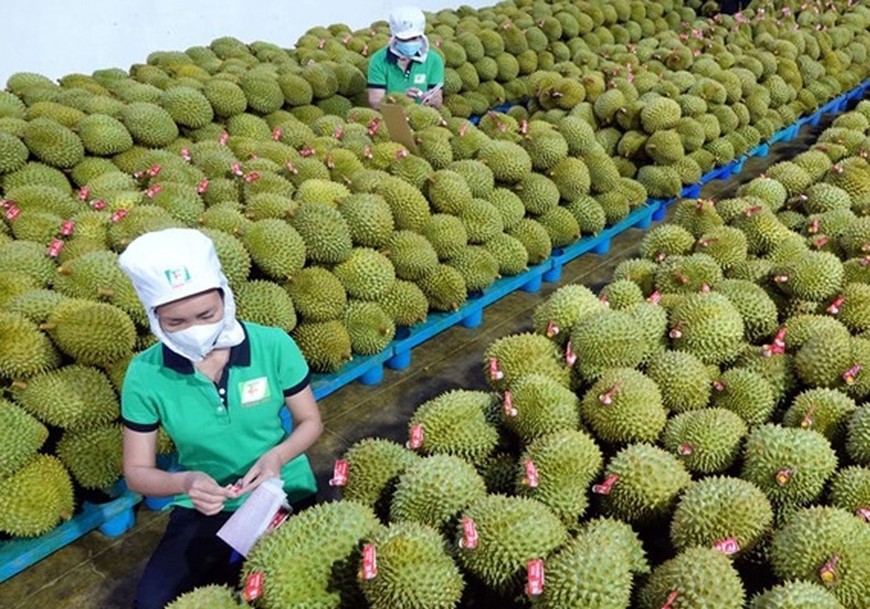 Sơ chế, đóng gói sầu riêng xuất khẩu tại tỉnh Đăk Lăk. Ảnh minh họa