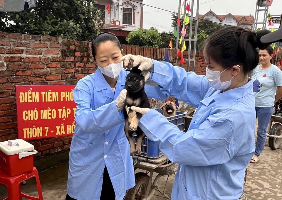 Tiêm vaccine phòng chống bệnh dại cho đàn chó tại xã Hồng Kỳ (huyện Sóc Sơn)