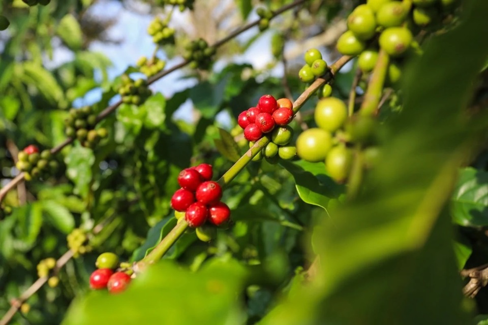 Giá cà phê hôm nay 23/4: Robusta vẫn tăng tiếp, trong nước hướng tới 130.000 đồng/kg  