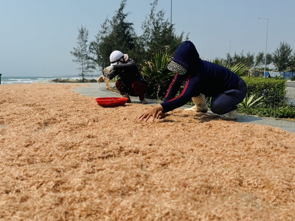 Những ngày qua, người dân ở các xã biển Tịnh Khê, Tịnh Kỳ (TP Quảng Ngãi, tỉnh Quảng Ngãi) rất phấn khởi vì có thu nhập cao từ khai thác ruốc.