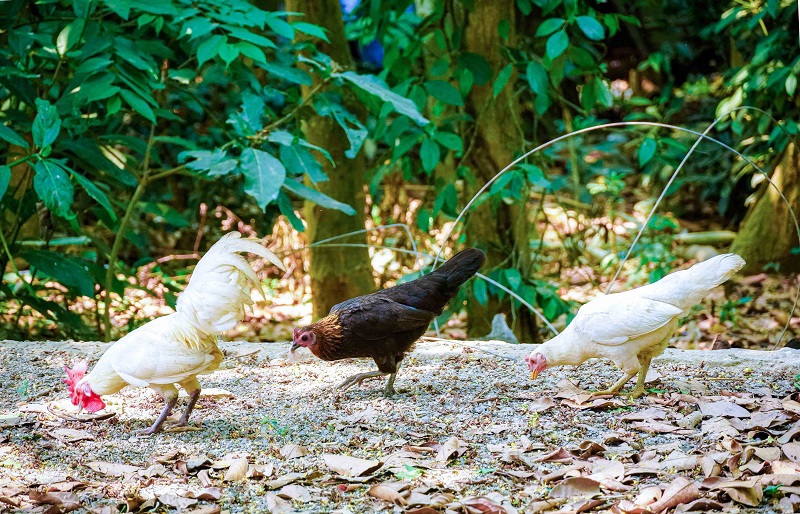 Gà rừng có vóc dáng đẹp, thân dài, lông sặc sỡ, có giá thành cao