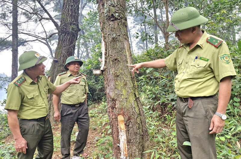 Lực lượng kiểm lâm huyện Hương Sơn tăng cường tuần tra, kiểm soát tại khu rừng thông nhựa thuần loài hàng chục năm tuổi 