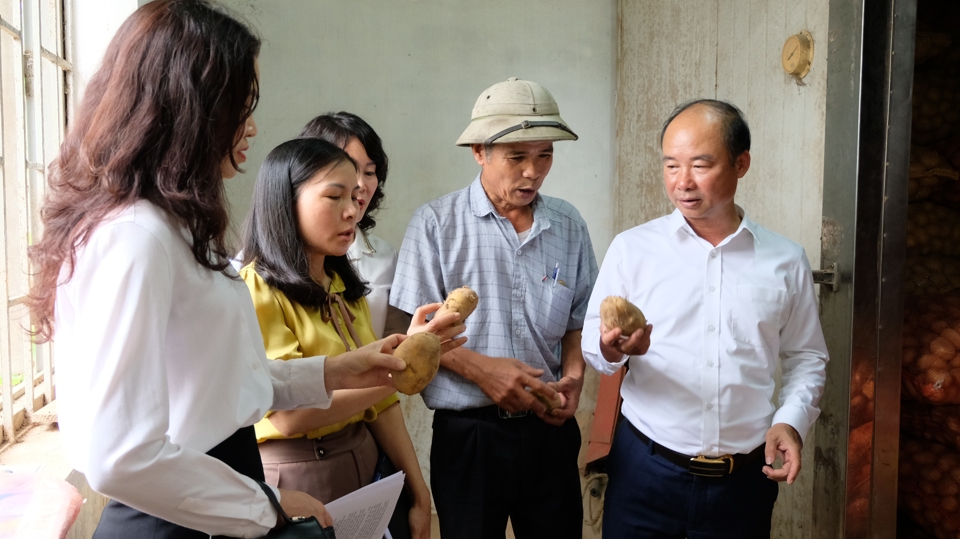 Đoàn liên ngành số 2 TP Hà Nội kiểm tra chất lượng khoai tây của Hợp tác xã nông nghiệp Hương Ngải (huyện Thạch Thất).