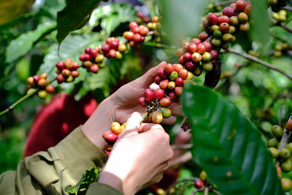 Giá cà phê hôm nay 25/4: Robusta tiếp tục gây sốc, trong nước vượt 130.000 đồng/kg 