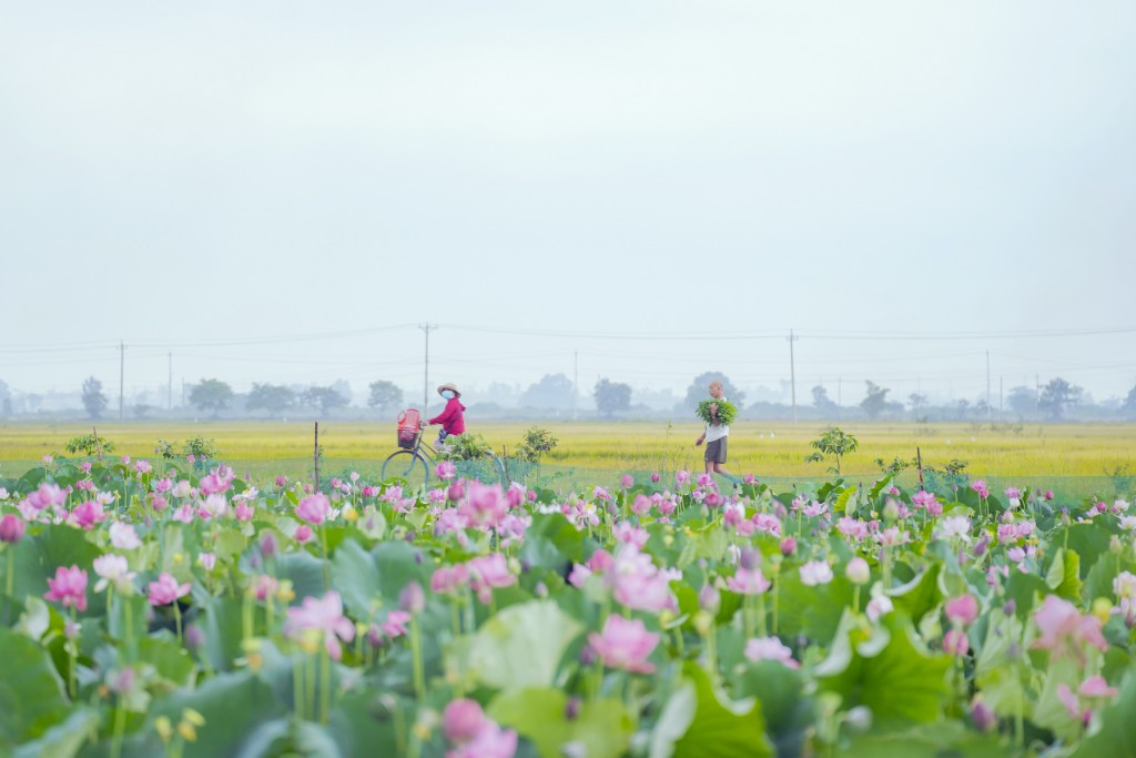 Hương sen ấm chiến hào