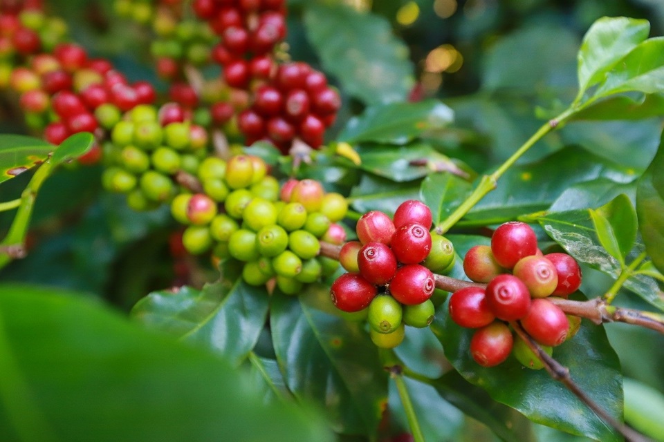 Giá cà phê hôm nay 8/5: Robusta tiếp tục giảm mạnh, Arabica ngược chiều tăng