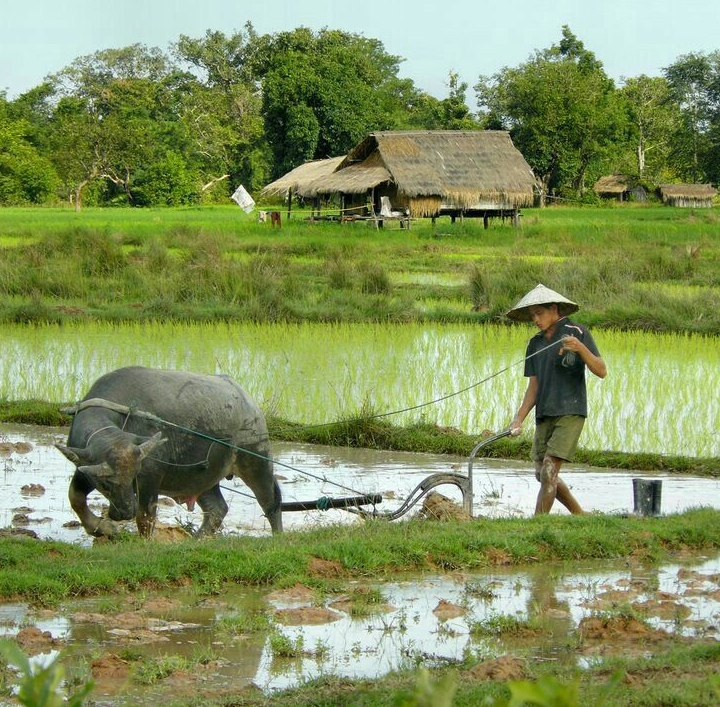 Giá lúa gạo hôm nay 14/5/2024: giá gạo tăng bật tăng. Ảnh minh họa.