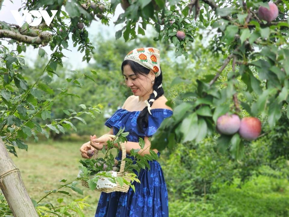 Ngày hội hái quả huyện Mộc Châu sẽ diễn ra vào ngày 18/5 với nhiều hoạt động hấp dẫn