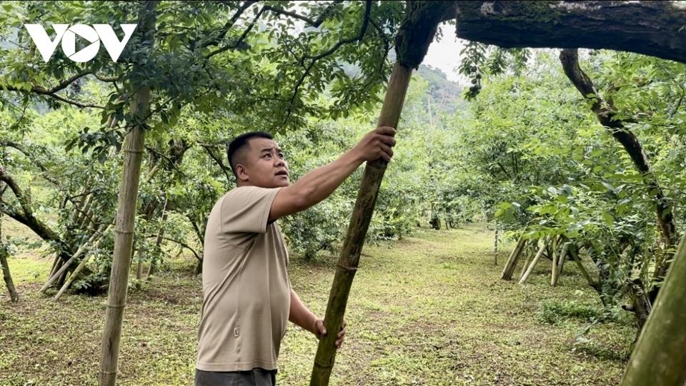 Người trồng mận chăm sóc, chống đỡ cho những cành cây cổ thụ