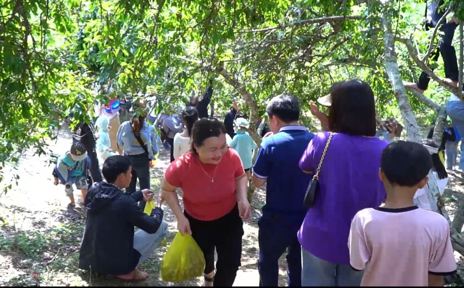 Mường Lống sở hữu giống mận tam hoa, quả to tròn đều và ngọt thanh khi chín. Chất đất, khí hậu vùng rừng núi khiến cây mận cho ra những chùm quả giá trị, chất lượng ít nơi nào có được.