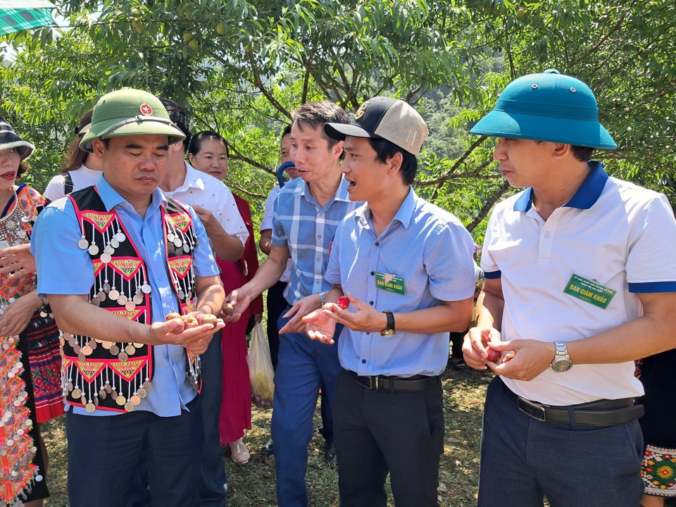 Chủ tịch UBND huyện Kỳ Sơn Nguyễn Viết Hùng (mặc áo đồng bào vùng cao) thông tin, ngày hội hái mận trở thành nét văn hóa đặc sắc với người dân Mường Lống và người dân huyện Kỳ Sơn. Ngày hội cũng là dịp để du khách xa gần có dịp được trải nghiệm, được hòa nhịp với văn hóa, ấm thực đặc sắc của người dân bản địa.