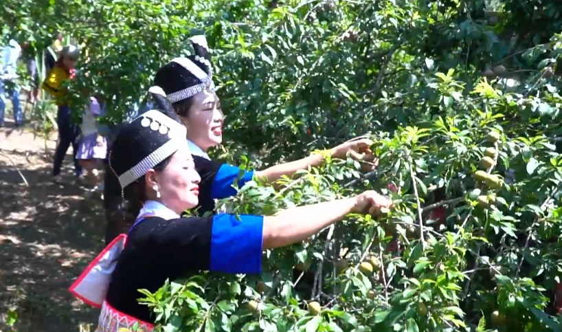 Ngày hội hái mận của người dân xã Mường Lống (huyện Kỳ Sơn, Nghệ An) hàng năm đều tổ chức đúng ngày sinh nhật Chủ tịch Hồ Chí Minh, ngày 19/5. Với người dân nơi đây cũng như du khách, đây là dịp ý nghĩa nhất vừa thể hiện nhớ ơn nguồn cội, nhớ ơn Bác Hồ, cũng là ngày mang nhiều ý nghĩa của người đồng bào dân tộc Mông, Thái...