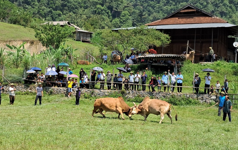 Hội chọi bò, một hoạt động đặc sắc thu hút du khách. 