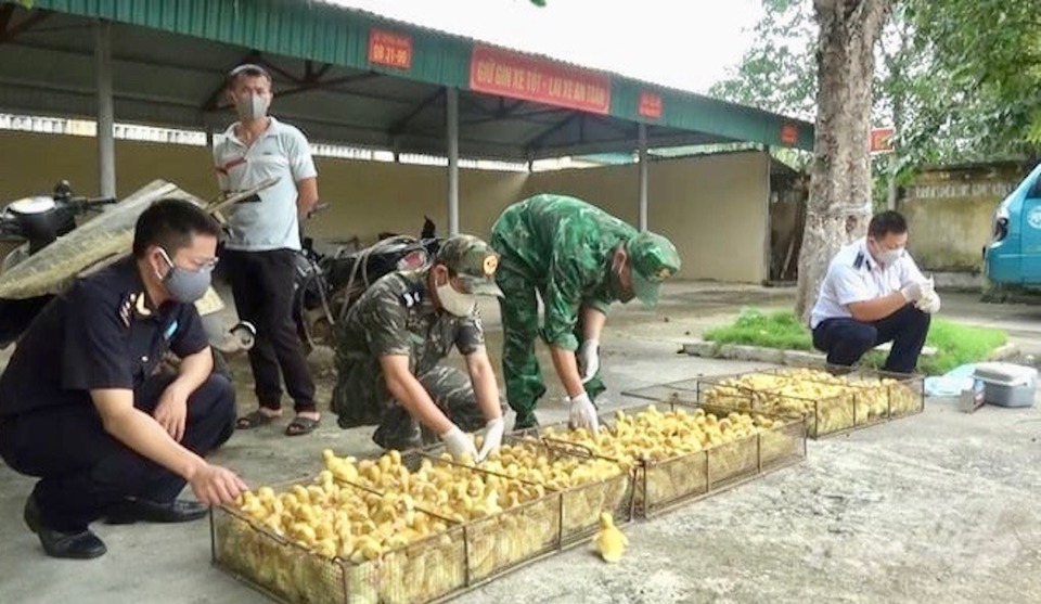 Kiểm soát chặt gia súc, gia cầm nhập lậu là giải pháp hết sức quan trọng để ngành chăn nuôi phát triển bền vững.