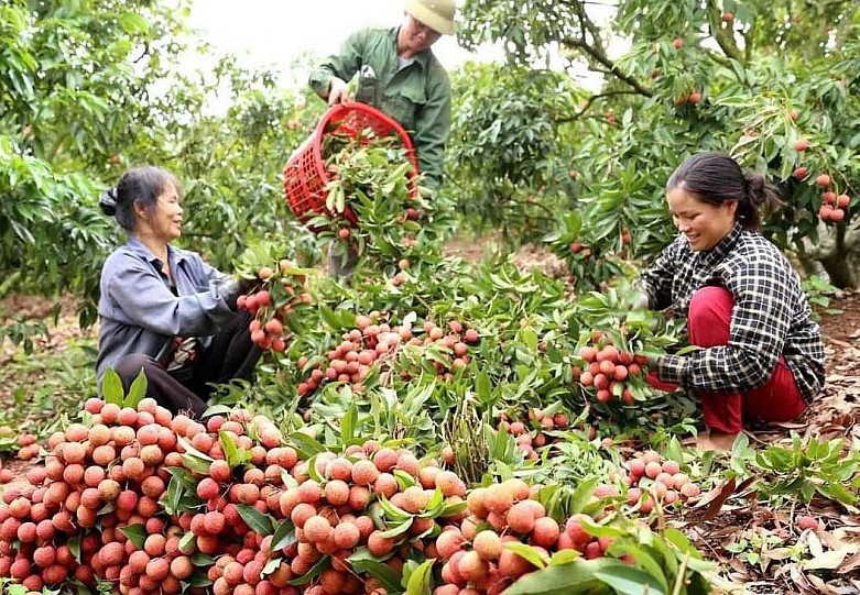 Năm 2024, Bắc Giang duy trì hơn 29.000 ha vải, với sản lượng khoảng 100.000 tấn. Ảnh minh họa