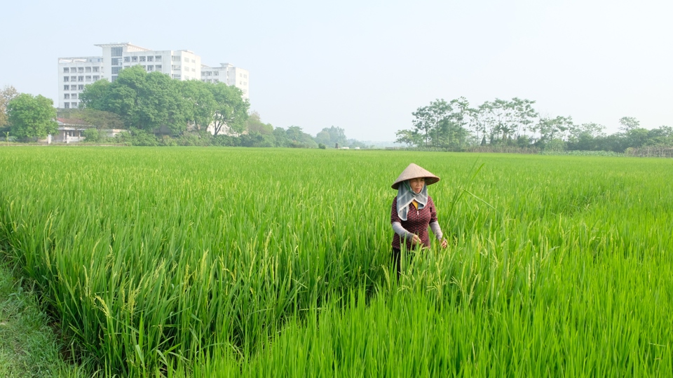 Nhiều diện tích gieo trồng lúa vụ Xuân tại huyện Sóc Sơn đang bị sâu bệnh gây hại.