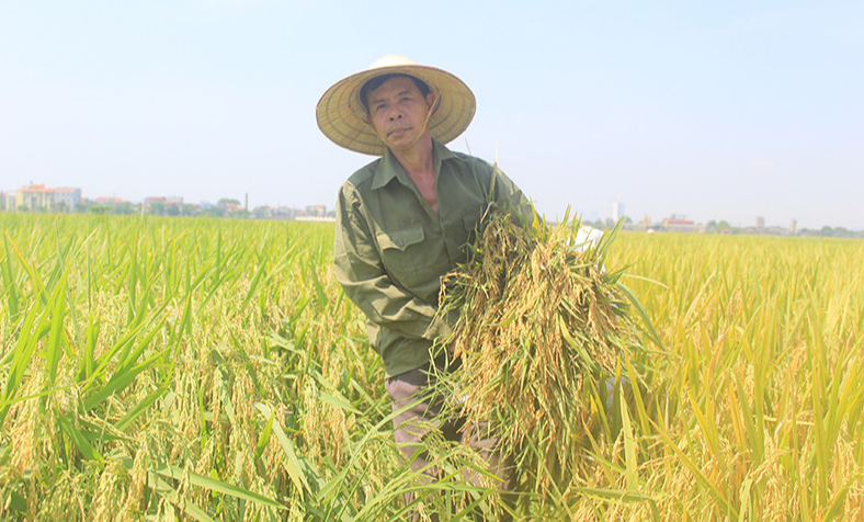 Giá lúa gạo hôm nay 24/5/2024: giá gạo bật tăng 4.000 đồng/kg. Ảnh minh họa.