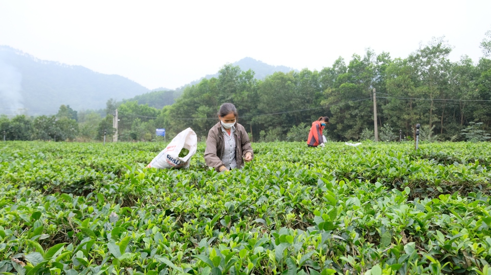 Thành viên Hợp tác xã Nông lâm nghiệp Bắc Sơn (huyện Sóc Sơn) thu hoạch búp chè tươi. Ảnh: Lâm Nguyễn.