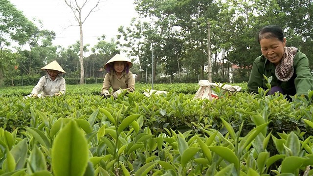 Nông dân xã Ba Trại, huyện Ba Vì thu hái búp chè. Ảnh: Ngô Thu