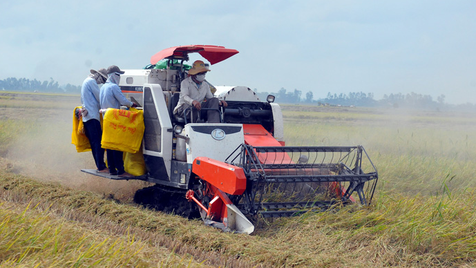 Giá lúa gạo hôm nay 30/5/2024: giá gạo xuất khẩu neo ở mức thấp. Ảnh minh họa.