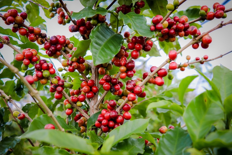 Giá cà phê hôm nay 6/6: Robusta tiếp tục tăng mạnh, trong nước gần 130.000 đồng/kg