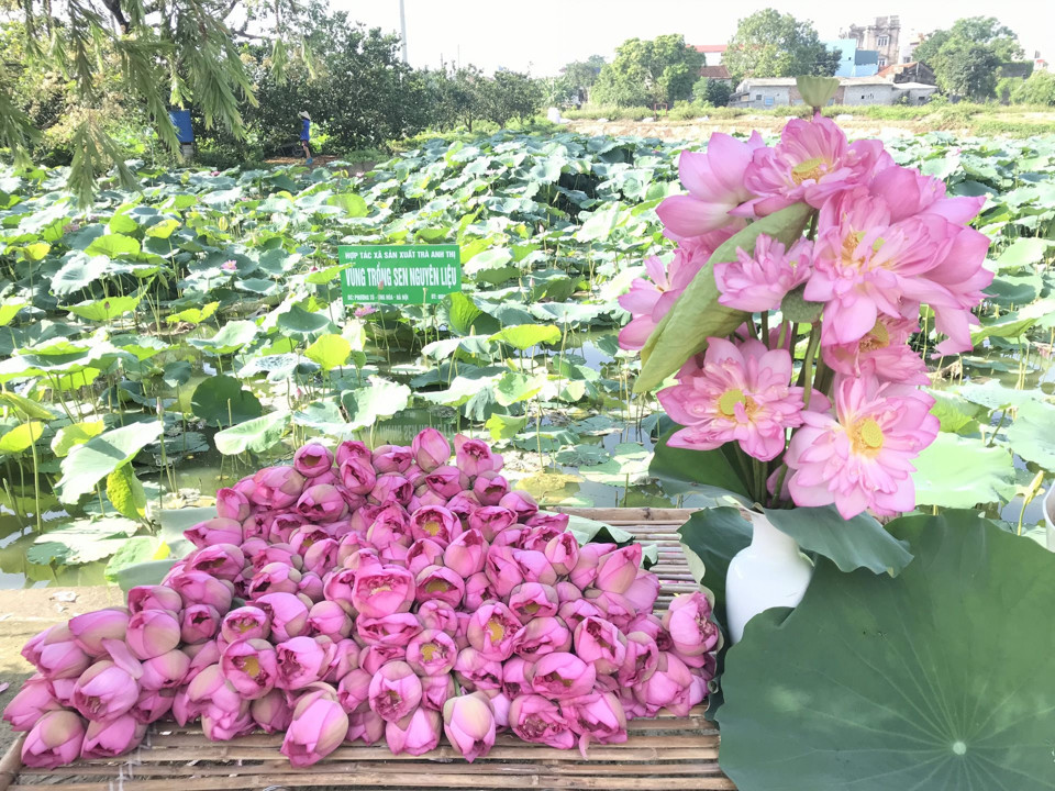 Vùng trồng sen nguyên liệu của Hợp tác xã sản xuất trà Anh Thị tại xã Phương Tú, huyện Ứng Hòa. Ảnh: Ngọc Ánh