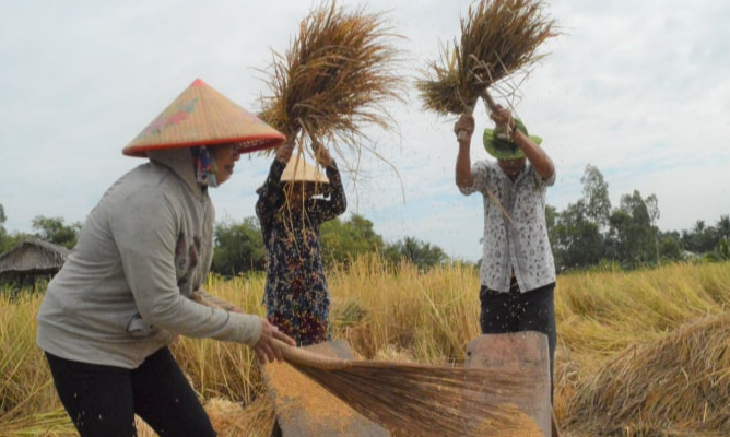 Giá lúa gạo hôm nay 14/6/2024: giá lúa neo cao. Ảnh minh họa.