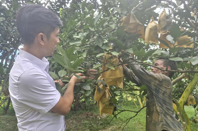 Người dân huyện miền núi Hương Khê tập trung bao bọc quả bưởi Phúc Trạch phòng tránh nắng và côn trùng gây hại