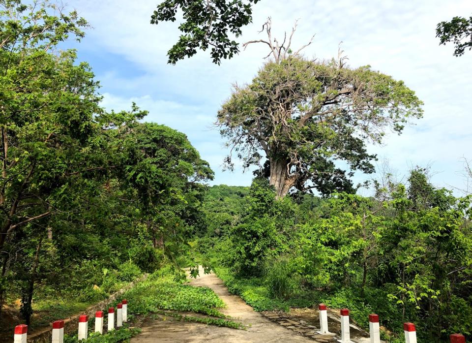 Rừng nguyên sinh trên đảo Hòn Khoai (CTV)