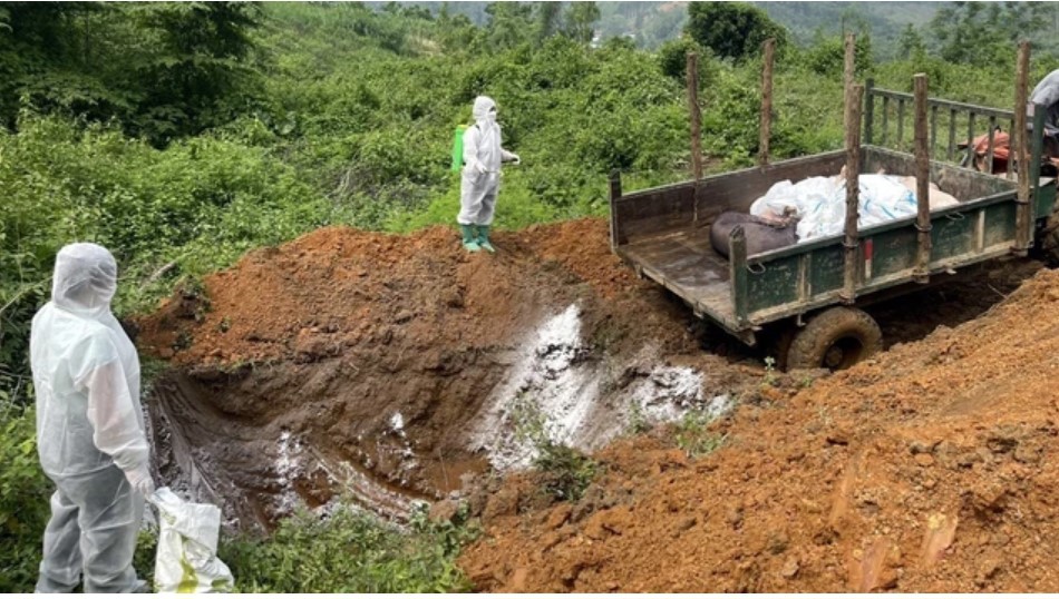 Tiêu hủy lợn mắc bệnh dịch tả lợn châu Phi. Ảnh: TTXVN phát