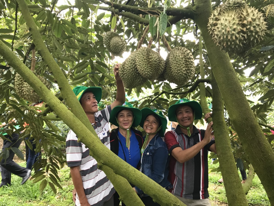 Cây sầu riêng sử dụng phân bón Phú Mỹ có năng suất cao, mẫu mã đẹp, chất lượng thơm ngon