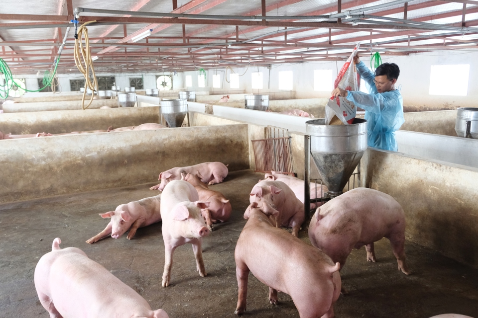 Chăn nuôi an toàn sinh học là giải pháp ngăn chặn bệnh dịch tả lợn châu Phi bùng phát, lây lan.