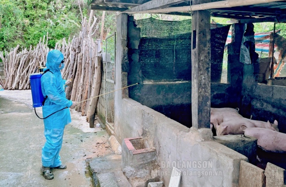 Phun thuốc tiêu độc, khử trùng chuồng nuôi, bảo vệ đàn lợn tại tỉnh Lạng Sơn. Ảnh: Báo Lạng Sơn.