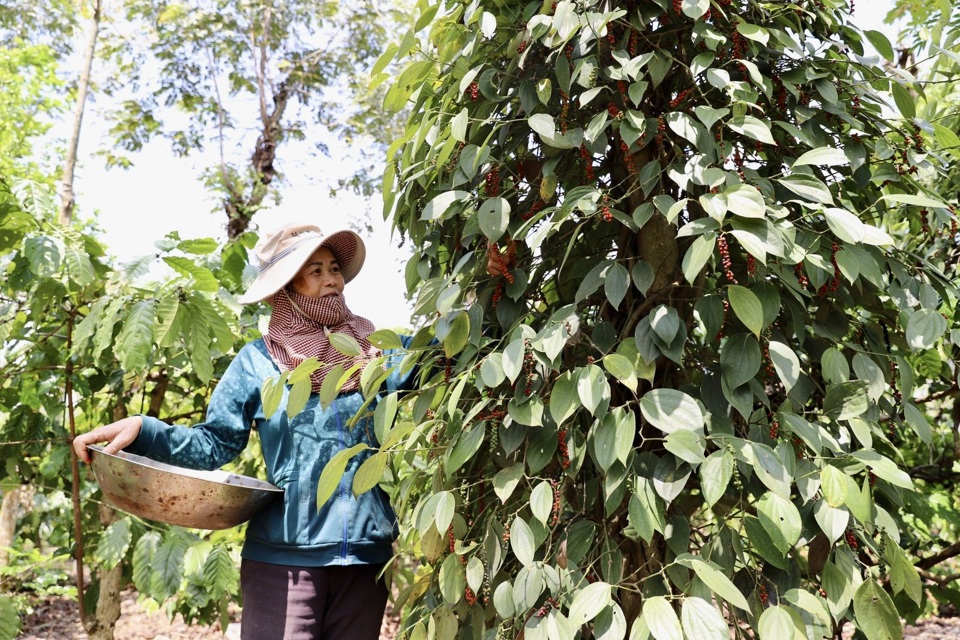 Giá tiêu hôm nay 28/6: trong nước tăng mạnh, cán mốc 160.000 đồng/kg  