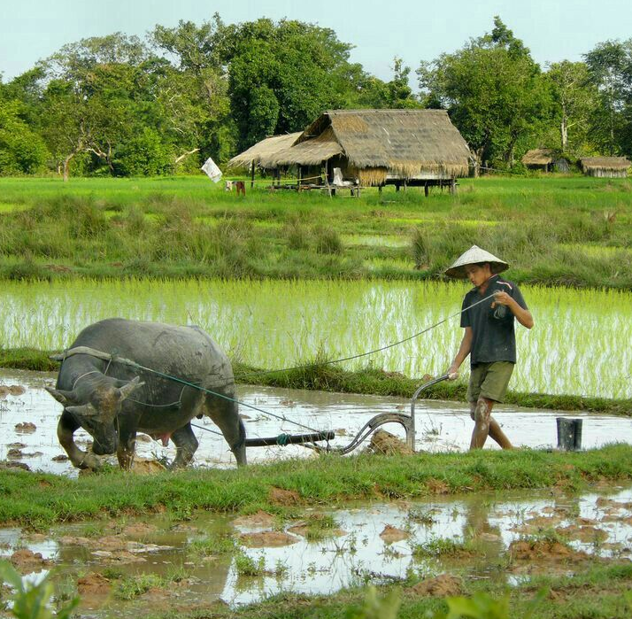 Giá lúa gạo hôm nay 28/6/2024: giá gạo giảm nhẹ 100 - 150 đồng/kg. Ảnh minh họa.