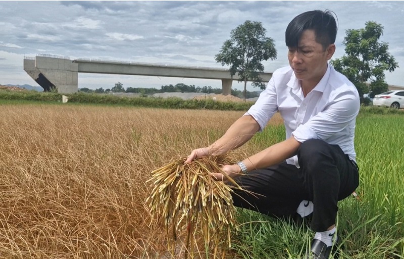 Diện tích cây lúa bị chết đang tiếp tục lan nhanh, chưa có dấu hiệu dừng lại 