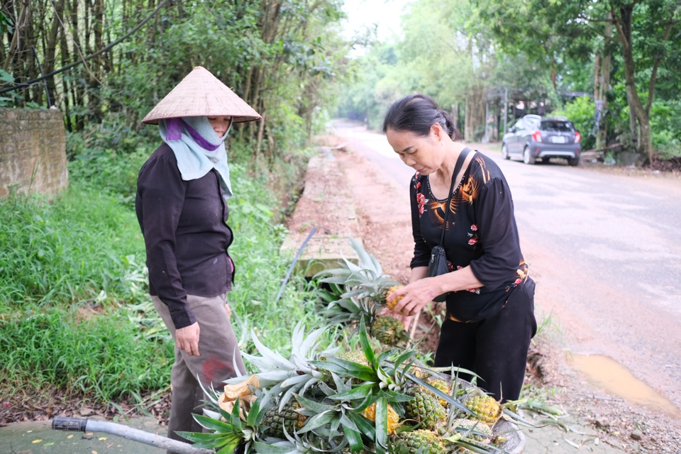 Đặc sản “dứa rừng lim”  luôn là niềm nhắc nhớ với những ai đã từng nếm thử. Ảnh: Sỹ Hào.