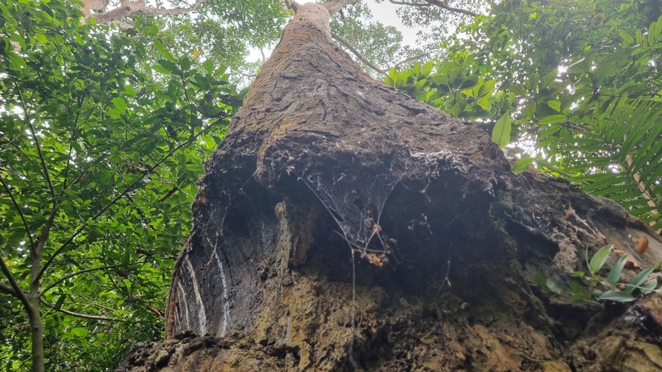 Thân cây dầu hàng trăm năm tuổi.