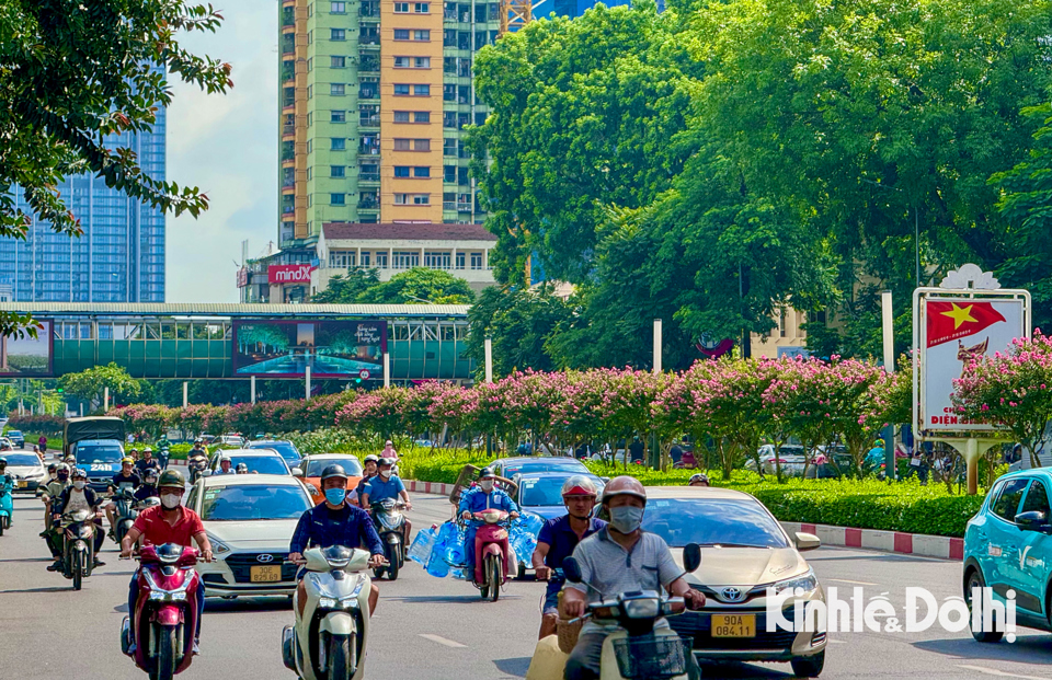 Dọc tuyến đường Trần Duy Hưng - Nguyễn Chí Thanh (TP Hà Nội), hoa tường vi nở rộ trên dải phân cách, tạo nên cảnh sắc rực rỡ.