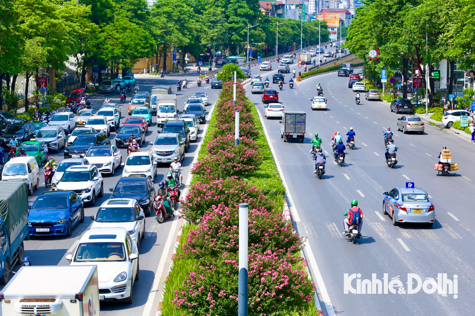 Những ngày đầu tháng 7, hoa tường vi đang độ bung nở rực rỡ khoe sắc lung linh trong lòng Thủ đô.