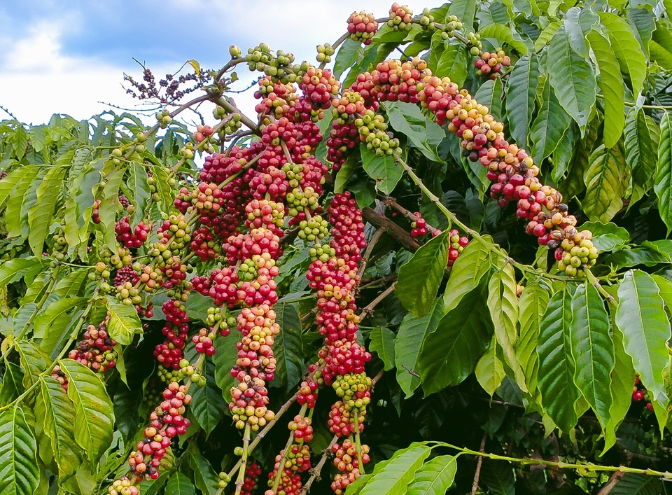 Giá cà phê hôm nay 10/7: Robusta lập kỷ lục mới, trong nước tăng giá mạnh  