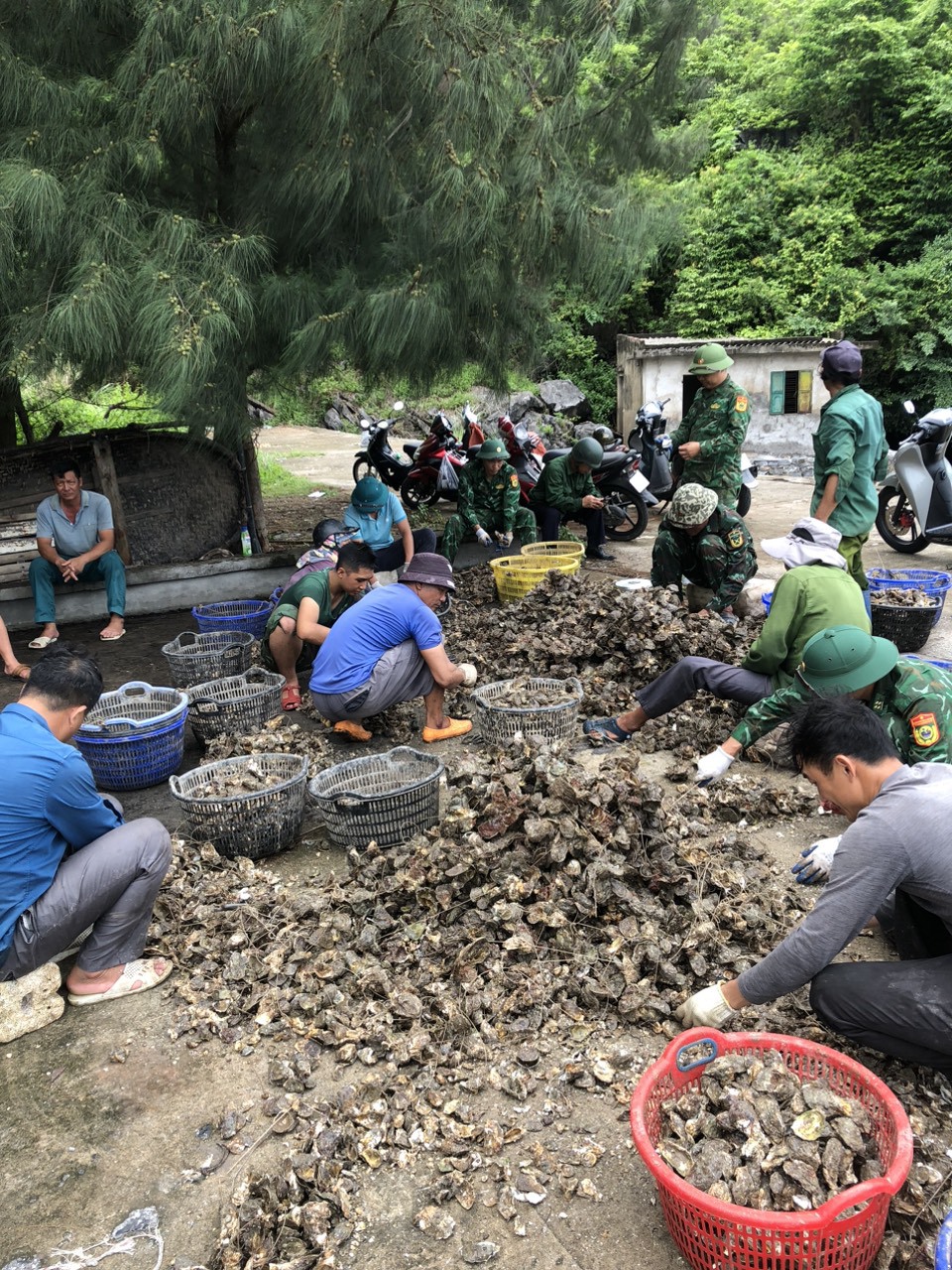 Lực lượng chức năng hỗ trợ người dân thu hoạch hàu để trả lại môi trường biển. Ảnh: Vĩnh Quân