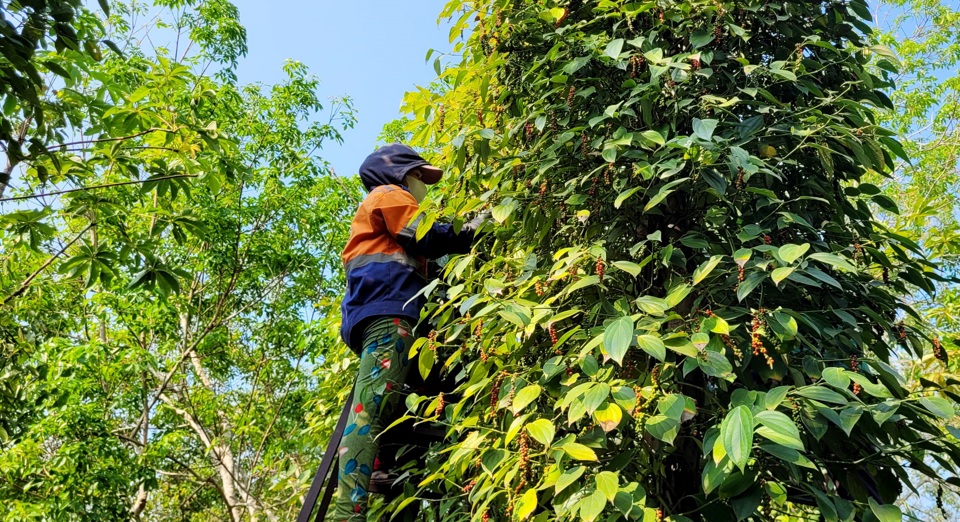 Giá tiêu hôm nay 22/7: chờ đợi cú hích giúp thị trường tăng cuối tháng 7/2024  