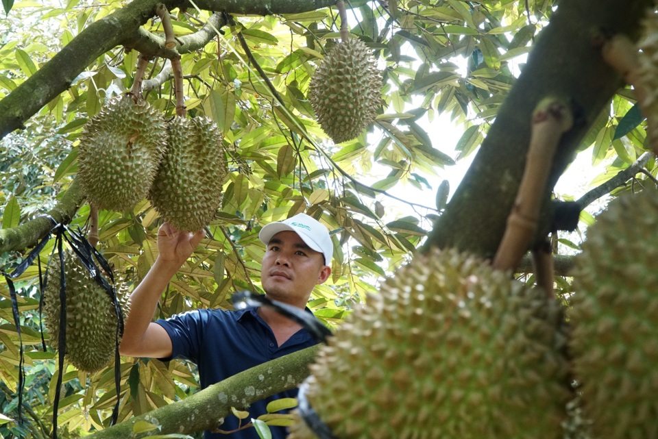 Anh Phan Viết Cường, thôn 11, xã Đắk Wer, huyện Đắk R’lấp, tỉnh Đắk Nông vui mừng với vườn sầu riêng đang cho thu hoạch được giá.