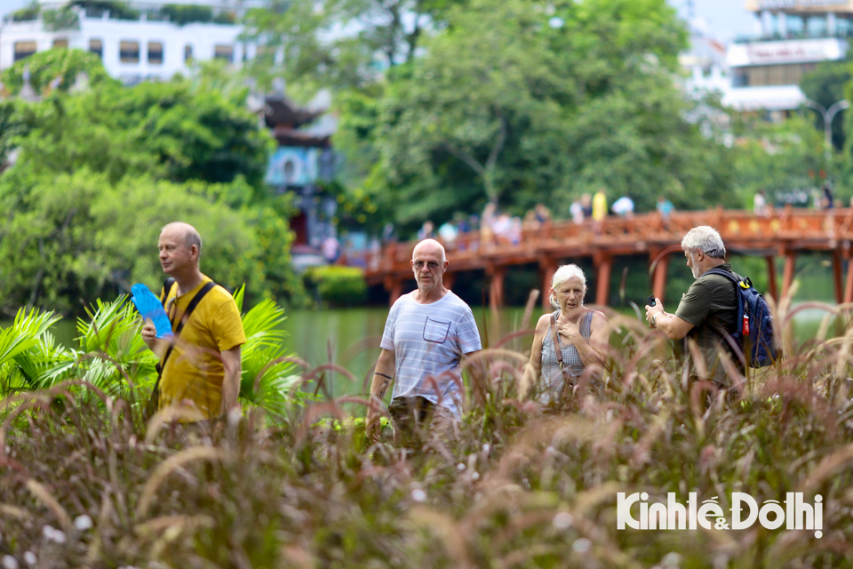 Màu tím hồng lãng mạn, tạo nên khung cảnh thơ mộng, khác biệt so với các loài hoa lau thường thấy ở Hà Nội.